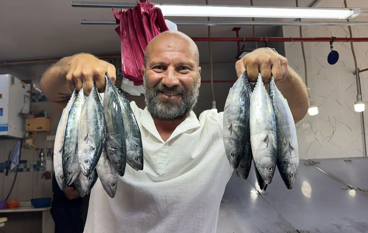 Palamut sezonu bereketli geçecek: Sinop'ta tezgâhlar 150 liradan açıldı