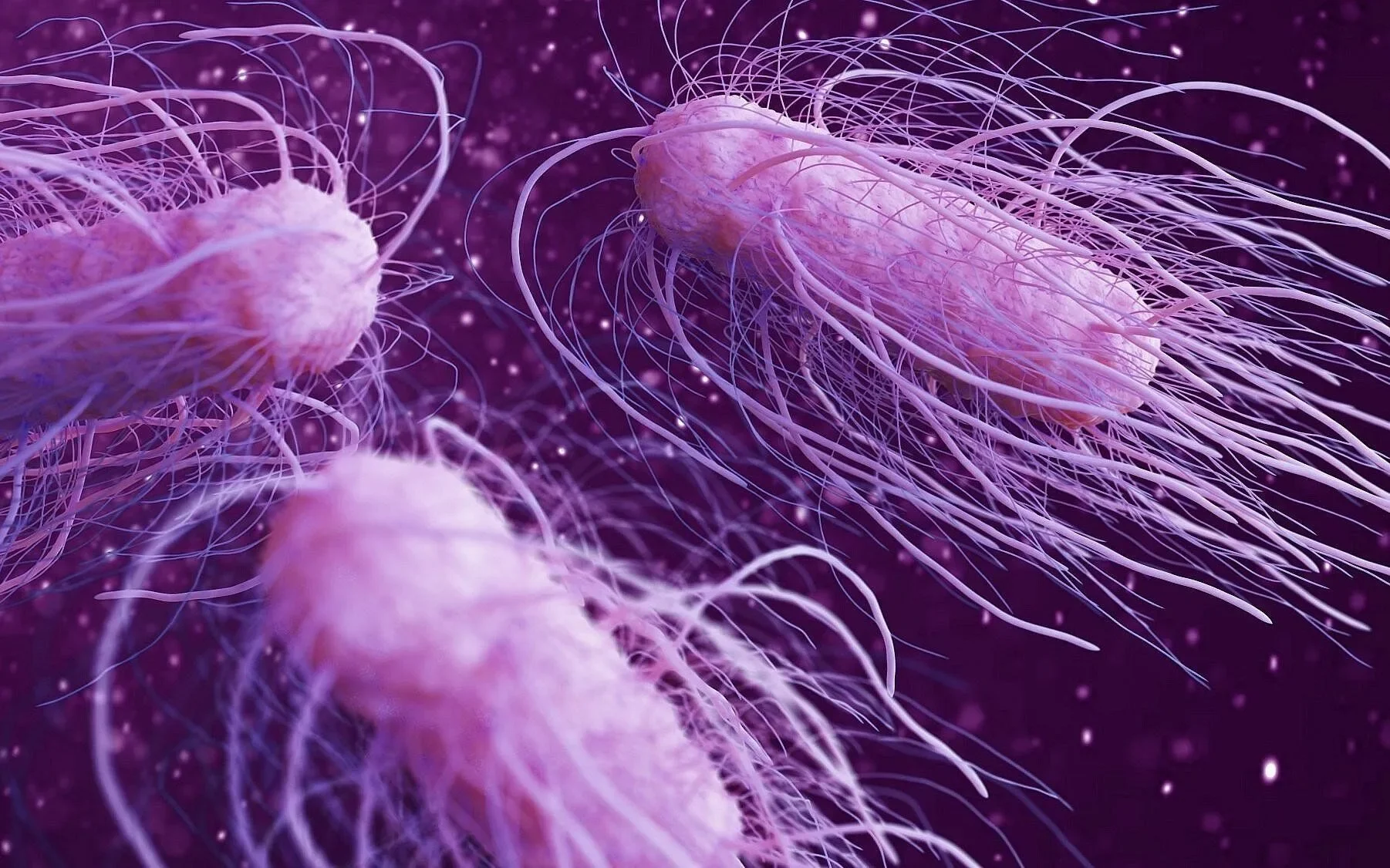 salmonella-tipi-gida-zehirlenmesi