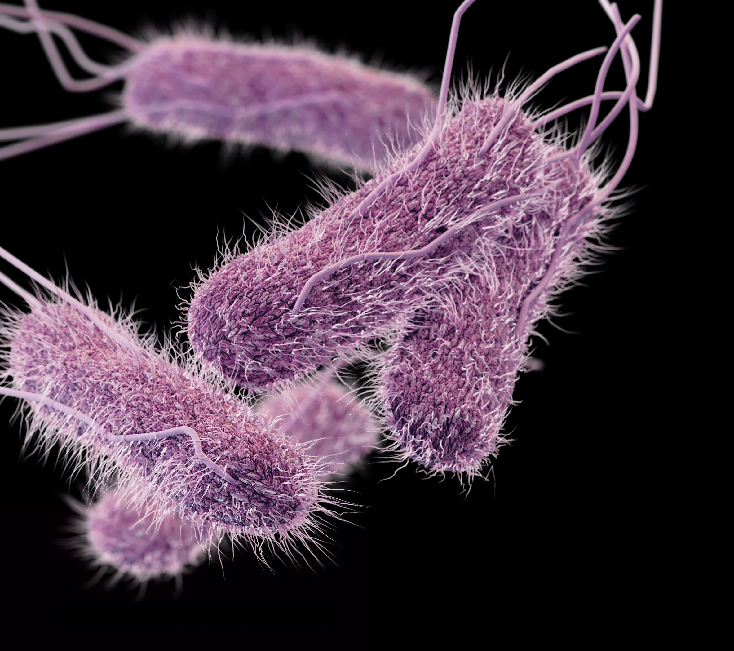 salmonella