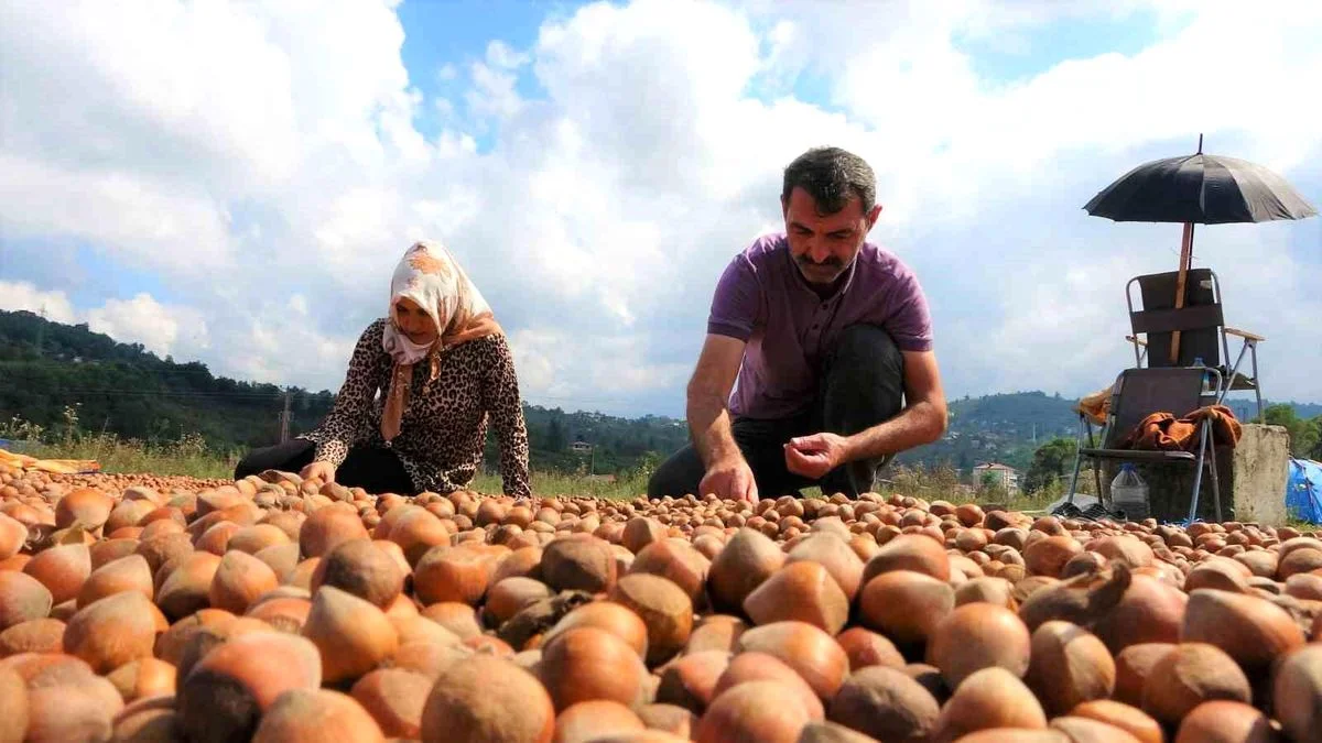 Serbest piyasa TMO’ya yaklaştı: 26 Ağustos 2026 Çarşamba il il güncel fındık fiyatları