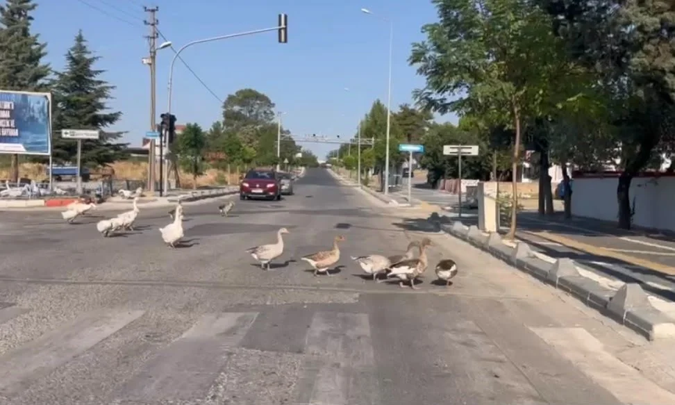 Sürücüler korna yerine yol verdi! Tekirdağ'da renkli görüntüler