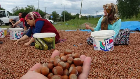 TMO tarihi açıkladı: 2026 yılı fındık alımına ne zaman başlıyor?