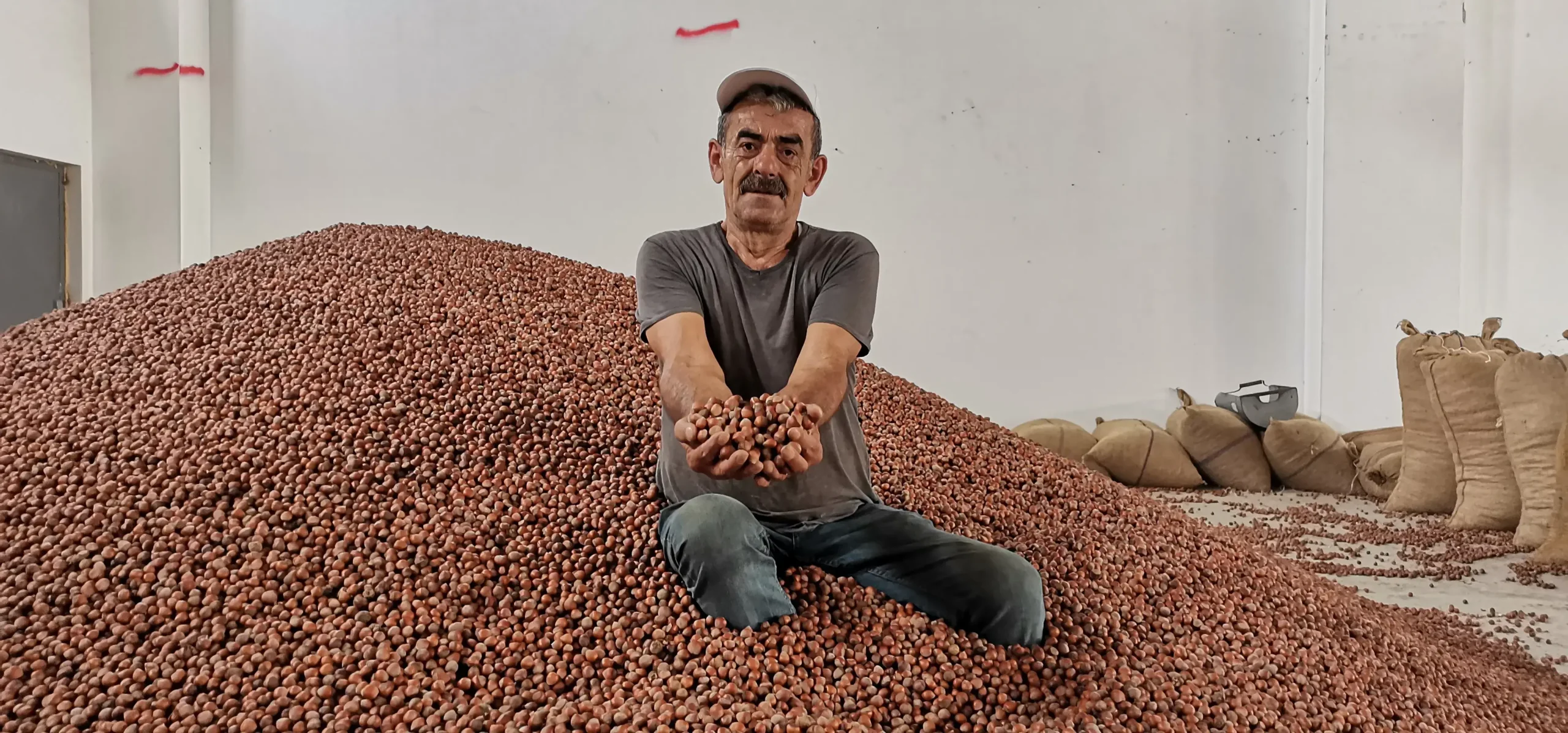 TMO tarihi açıkladı: 2026 yılı fındık alımına ne zaman başlıyor?