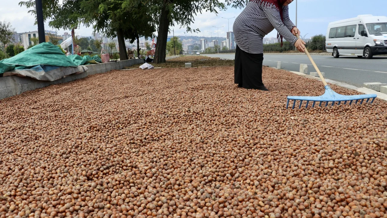 TMO tarihi açıkladı: 2026 yılı fındık alımına ne zaman başlıyor?