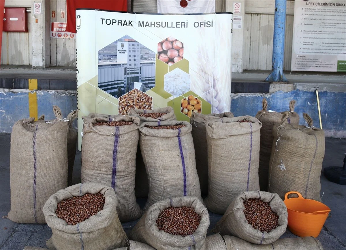 TMO tarihi açıkladı: 2026 yılı fındık alımına ne zaman başlıyor?