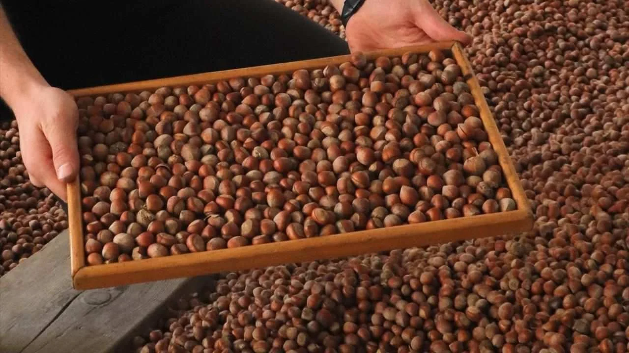 25 Eylül fındık fiyatları üreticiyi yıktı: TMO 255 TL veriyor, piyasada 140 TL'ye düştü!