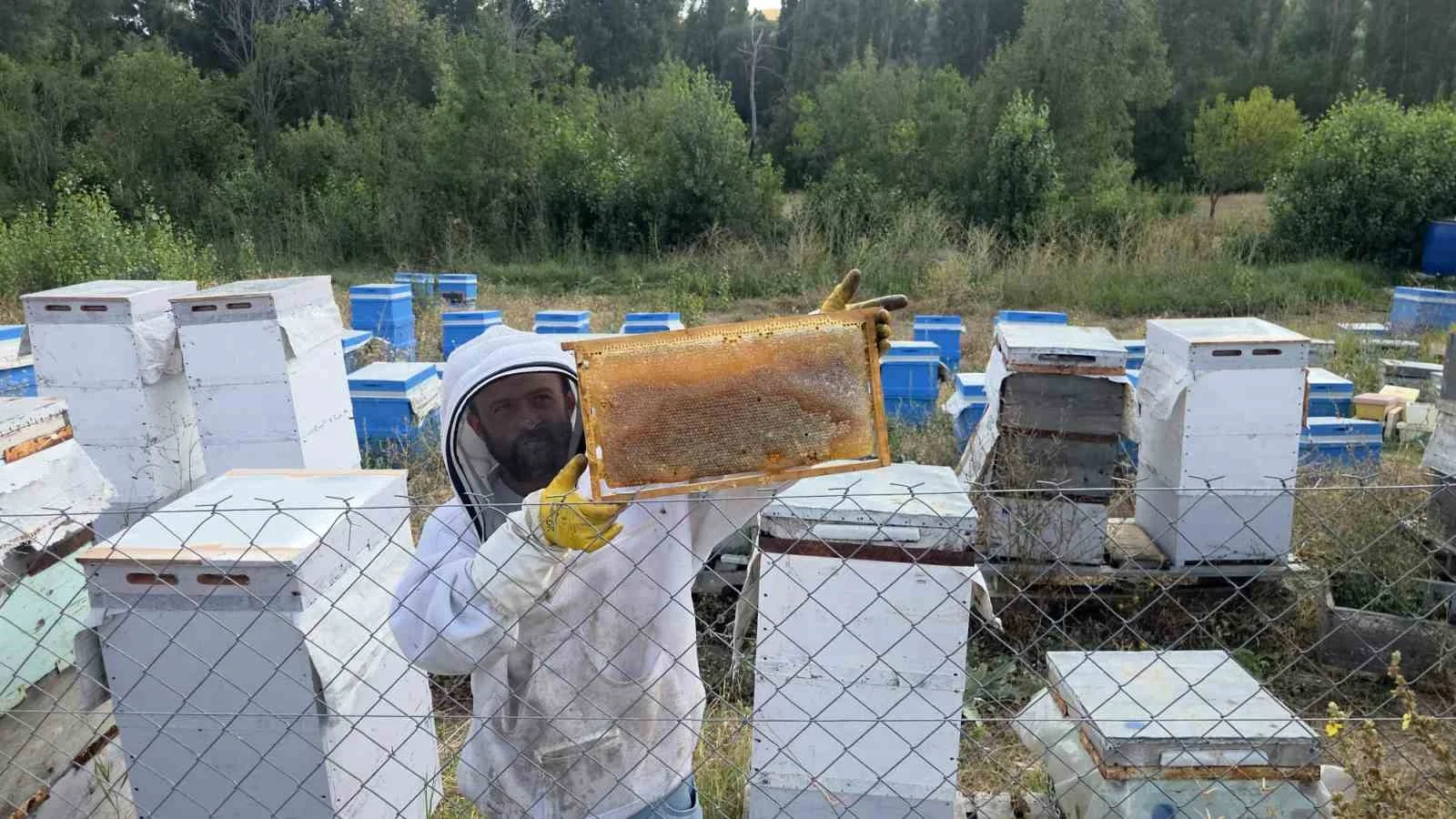 Yozgat’ta nalbur arıcılıkta başardı! 250 kovana ulaştı