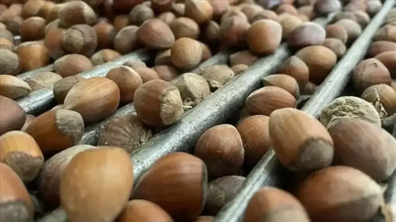 7 Eylül serbest piyasada fındık ne kadar? İl il ilçe ilçe güncel rakamlar!