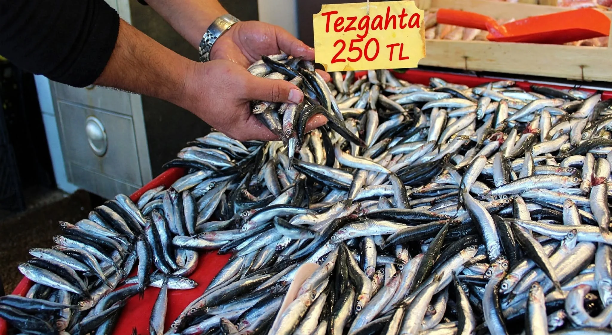 9 Eylül İBB hal fiyatları açıklandı! Halde 95 TL olan palamut tezgahta 200 TL