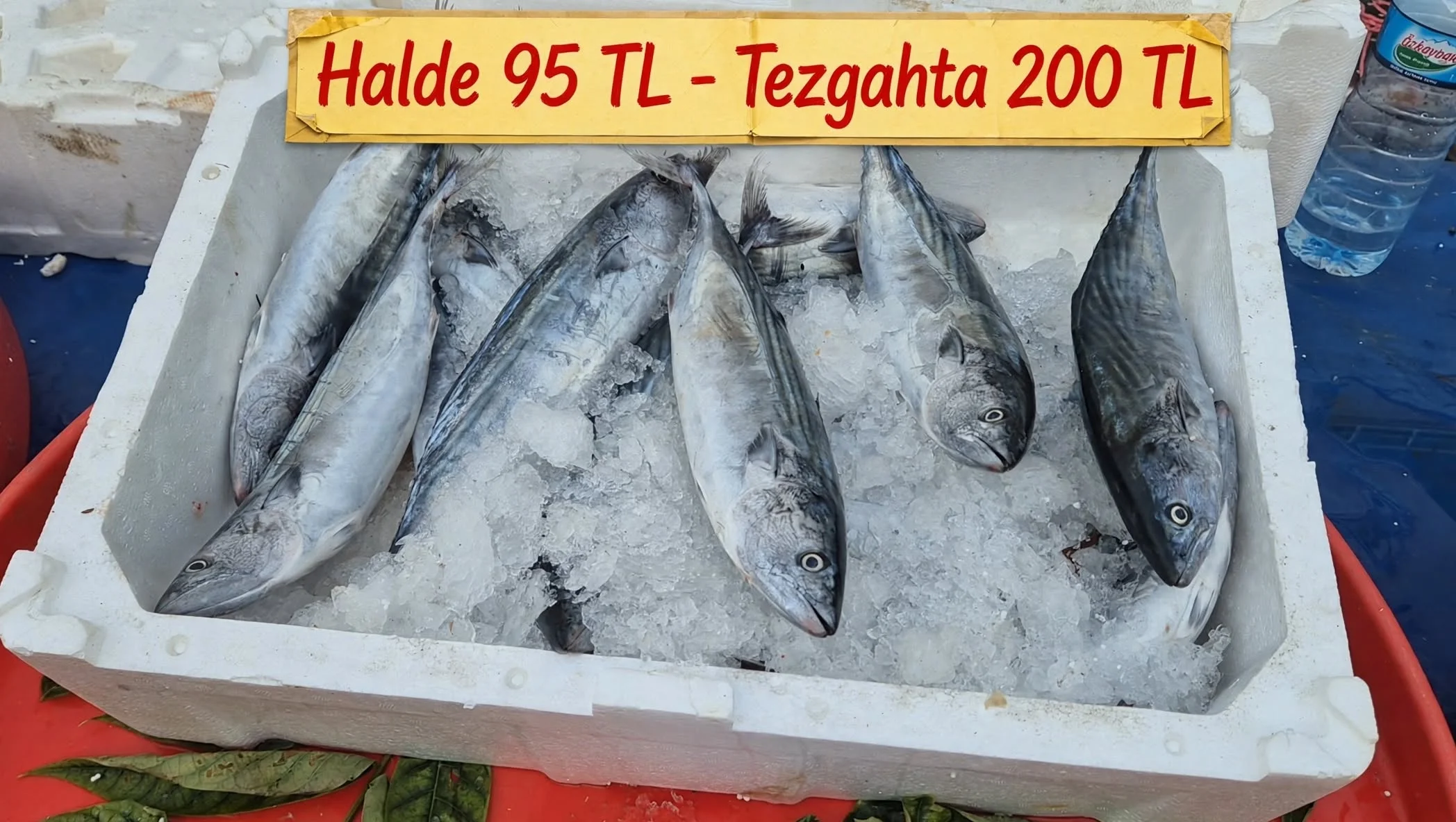 9 Eylül İBB hal fiyatları açıklandı! Halde 95 TL olan palamut tezgahta 200 TL