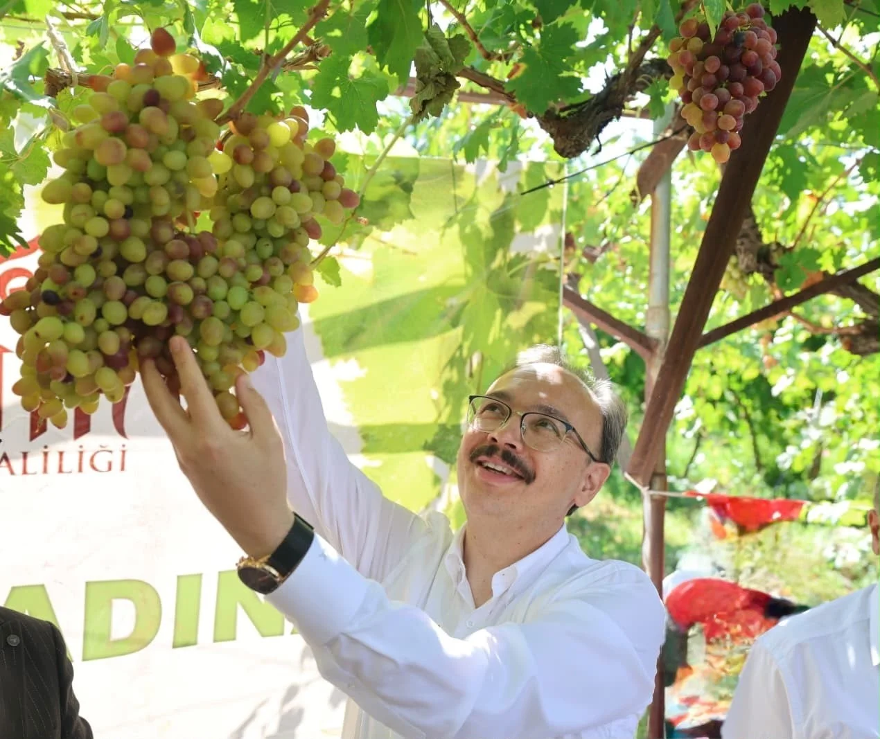 Avusturya'nın sarması Siirt'ten: Tayfi üzümünün yaprağı Avrupa'ya gidiyor