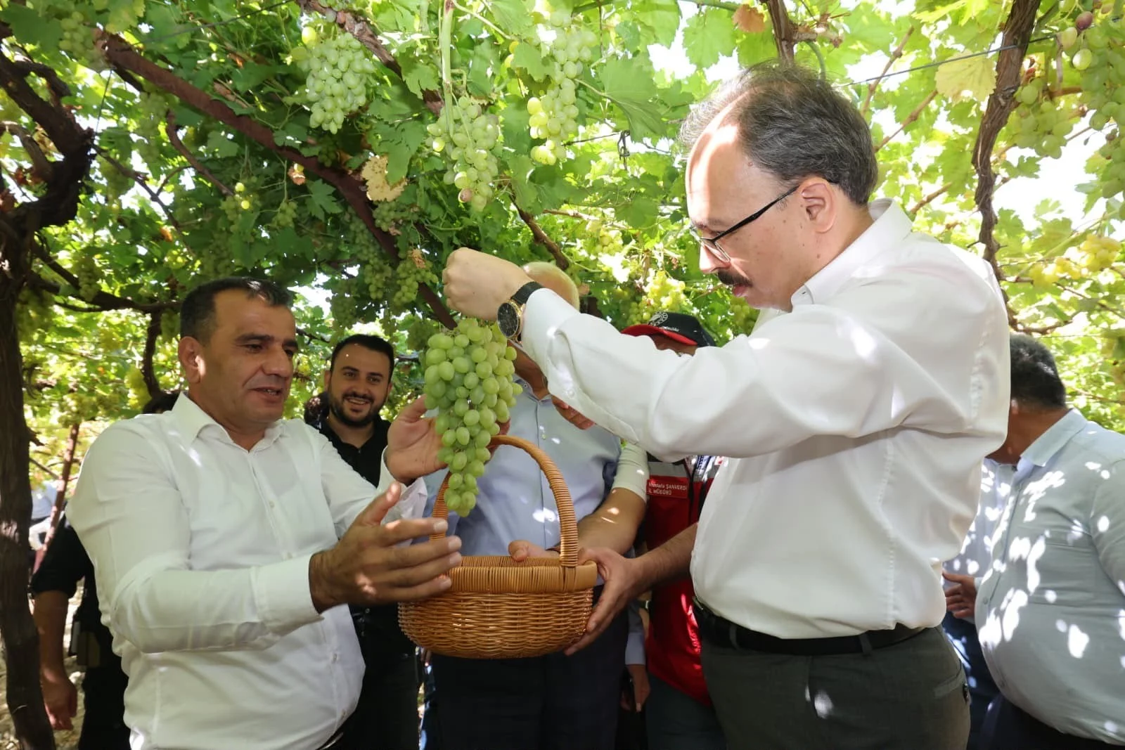 avusturya-nin-sarmasi-siirt-ten-tayfi-uzumunun-yapragi-avrupa-ya-gidiyor.webp