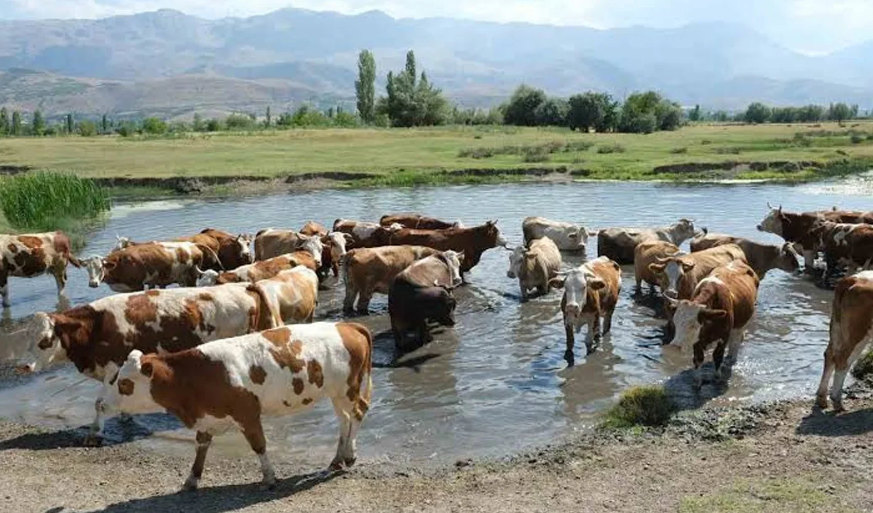buzagi-destegi-2-bin-kuzu-destegi-430-tl-ye-cikarildi-1.webp