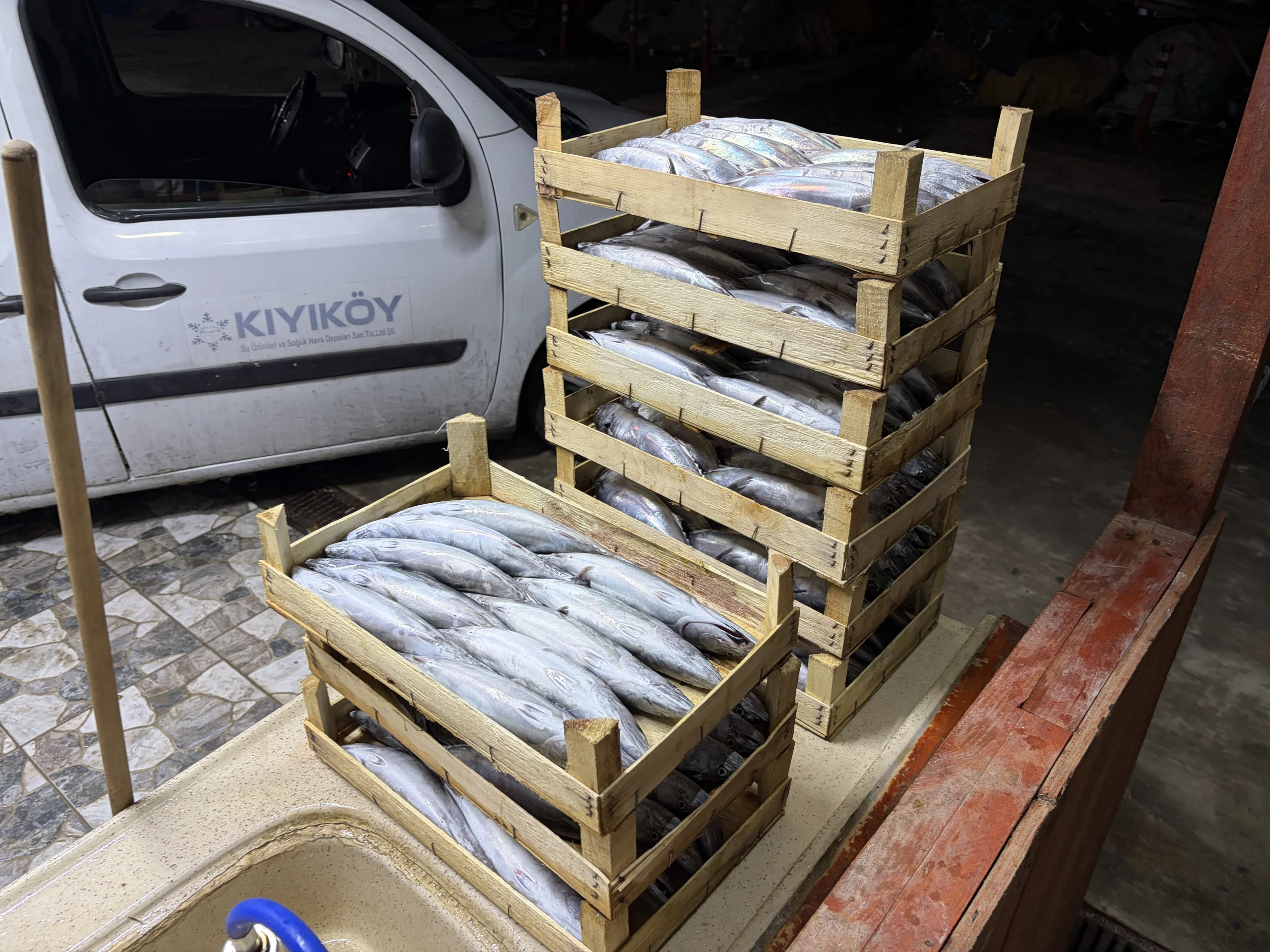 Hamsi halde 53 TL, tezgâhta 200 TL! Palamutta 3 boy fiyatı listelendi
