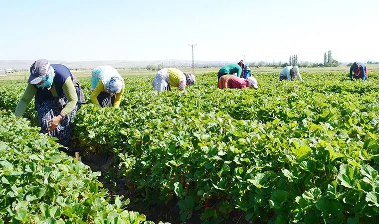 İl Tarım'dan çiftçiye dev destek: Silivri'de tohum ve fide dağıtıldı