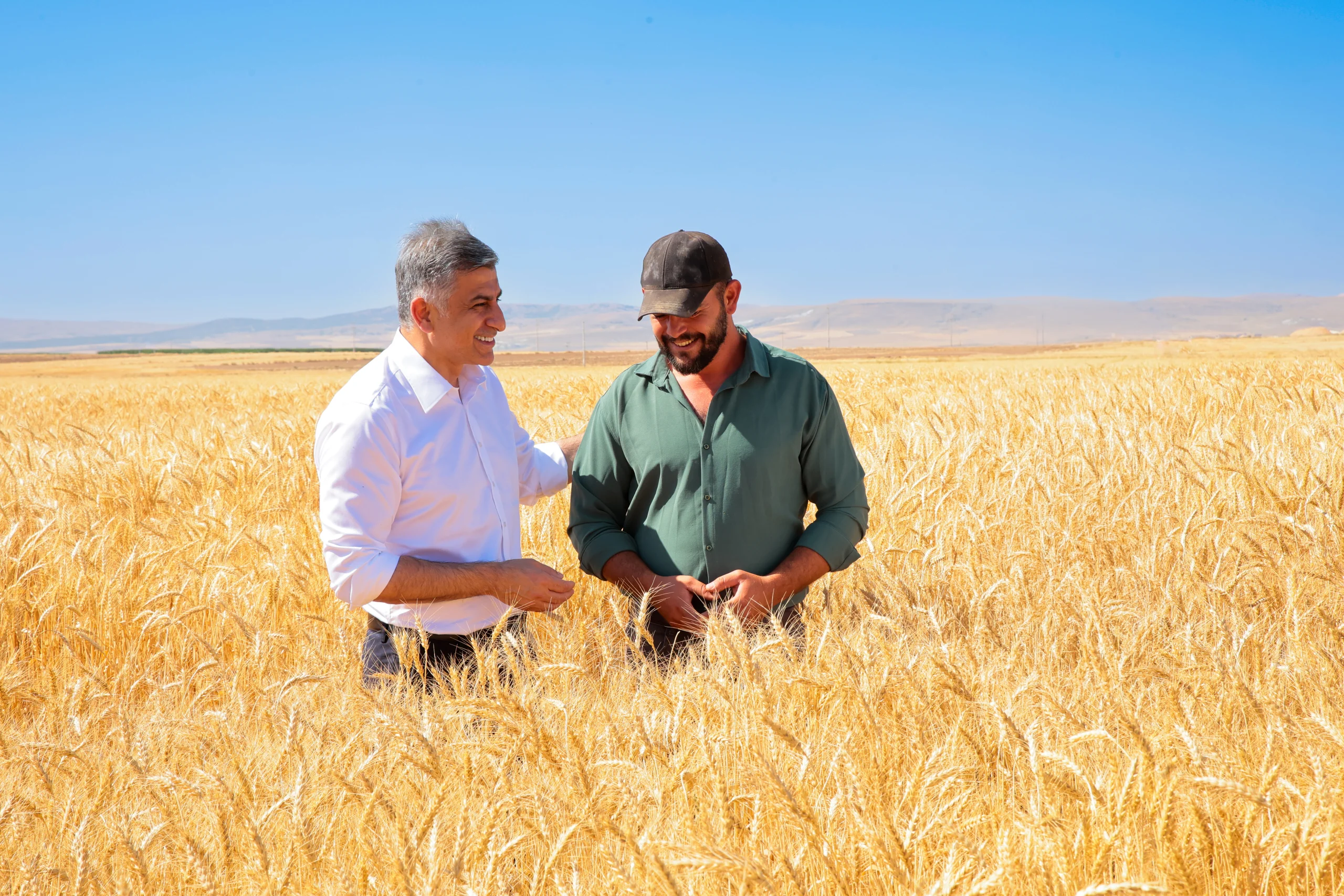 Kuraklığa dayanıklı buğdayda ilk hasat