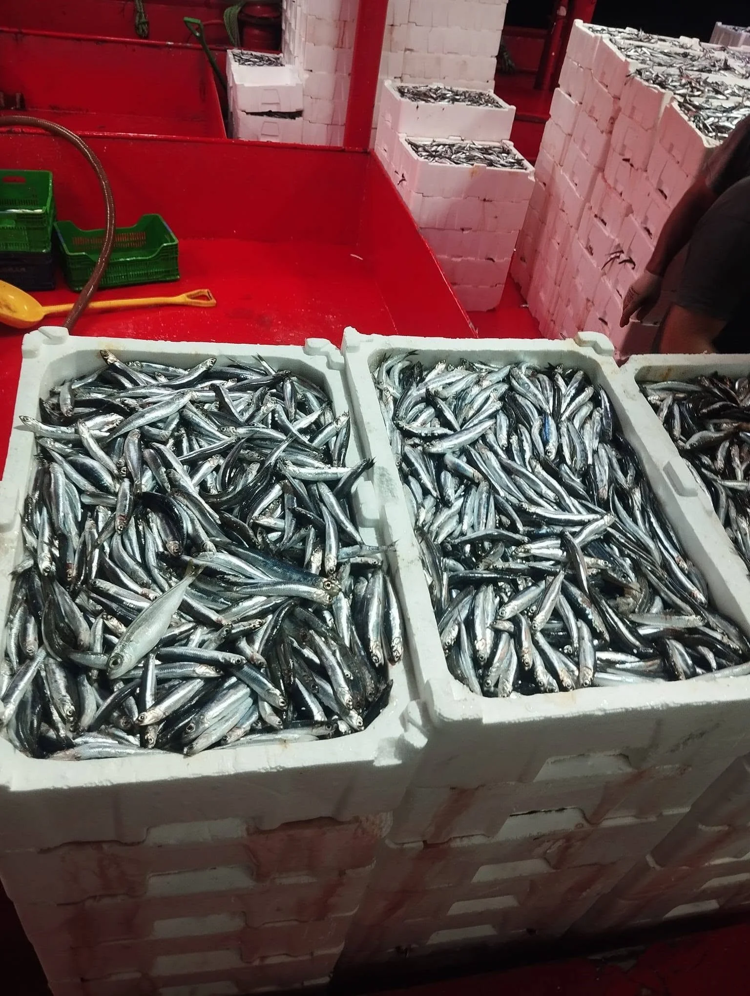 Palamut bolluğu hal fiyatına yansıdı: Hamsi tezgahta 300 TL oldu