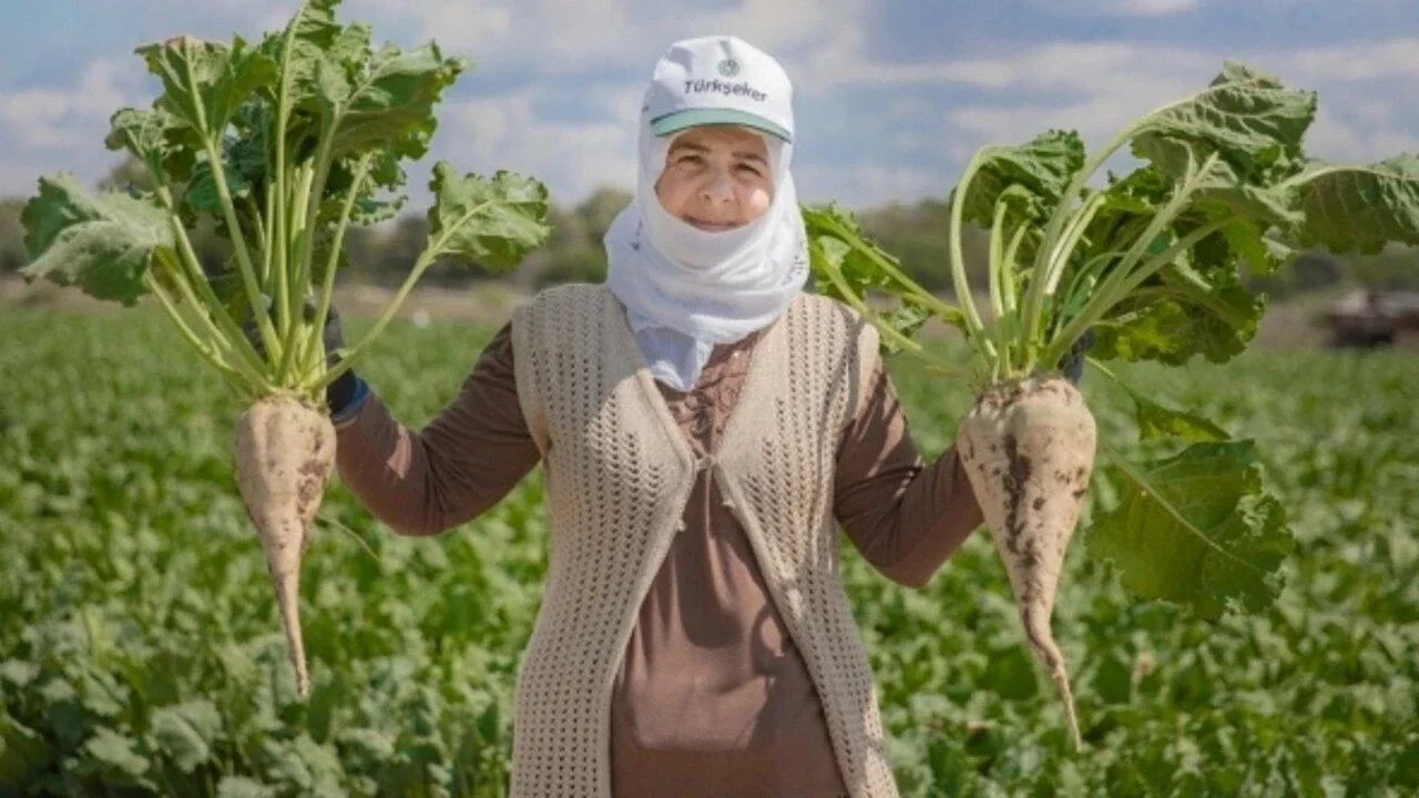 Şeker pancarı fiyatı ne zaman açıklanacak? Bu yıl ilk kez mutabakat şartı var