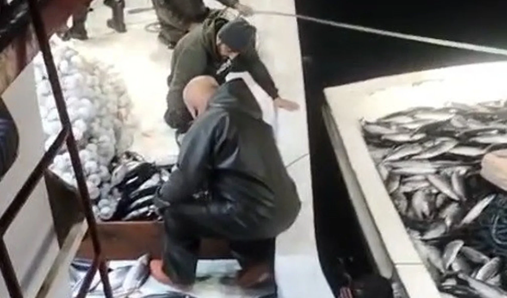 Sinop Ayancık’ta balıkçının ağına 5 bin palamut takıldı