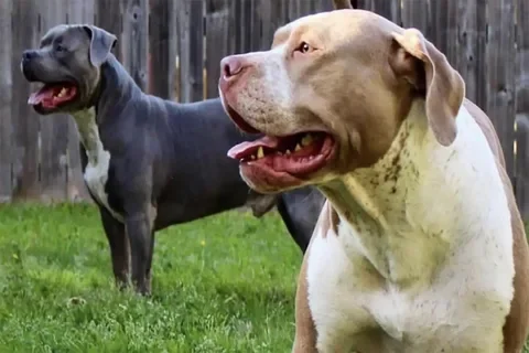 Kırşehir’deki Emsal Köpek Saldırısı Davasında Verilen Ağır Tazminat Kararı